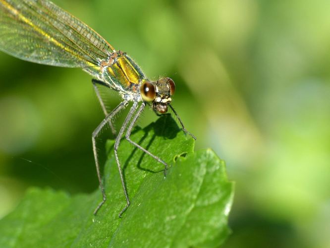 Caloptéryx éclatant (Calopteryx splendens), femelle mangeant une proie © Morvan Debroize
