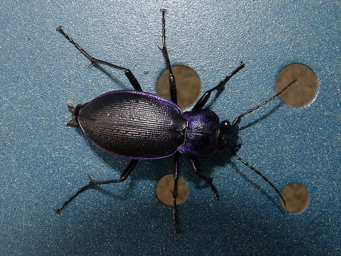 Carabe à problème (Carabus problematicus) © Morvan Debroize