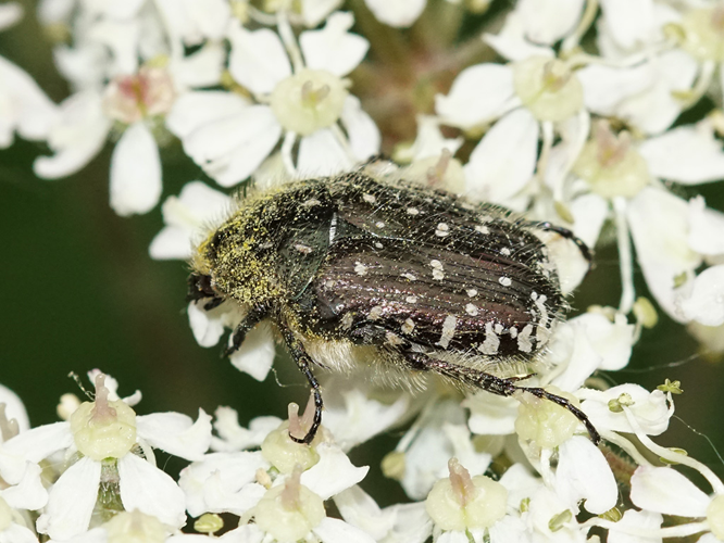 Cétoine grise (Oxythyrea funesta) © Sylvain Montagner