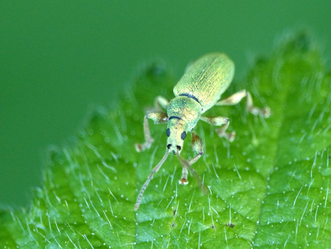 Charançon de l'ortie (Phyllobius pomaceus) © Morvan Debroize