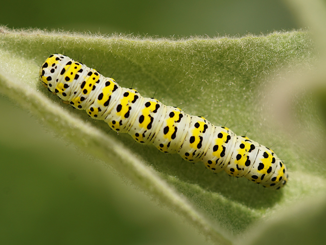 Chenille de la Brèche (Cucullia verbasci) sur Molène bouillon-blanc © Sylvain Montagner