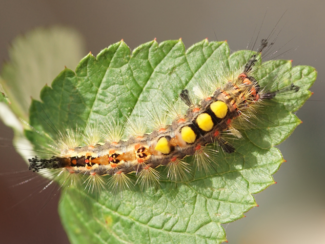Chenille de l'Etoilée (Orgya antiqua) © Sylvain Montagner