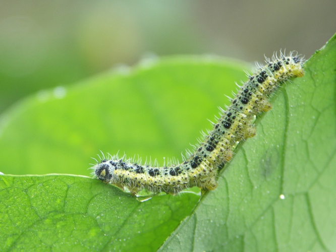 Chenille de Piéride du chou (Pieris brassicae) © Sylvain Montagner