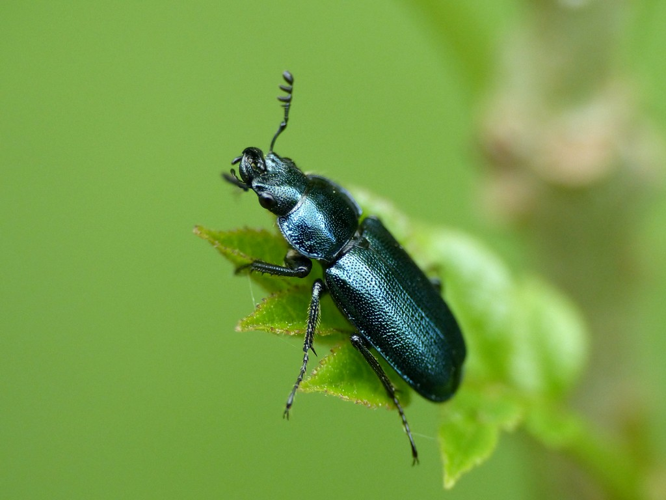 Chevrette bleue (Platycerus caraboides) © Morvan Debroize
