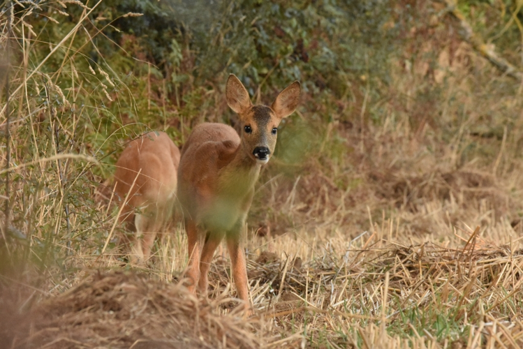 Chevreuil européen (Capreolus capreolus) © Cyrille Biegala