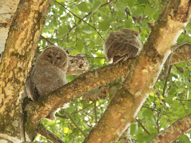 Chouette hulotte - juvéniles © Sylvain Montagner