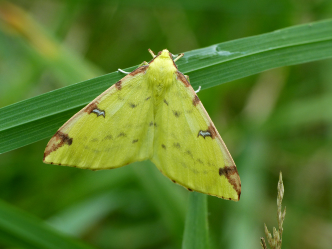 Citronnelle rouillée (Opisthograptis luteolata) © Morvan Debroize