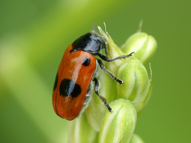 Clytre à grandes taches (Clytra laeviuscula) © Morvan Debroize