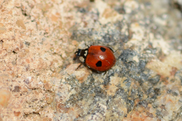 Coccinelle à 2 points © Benjamin Beaufils