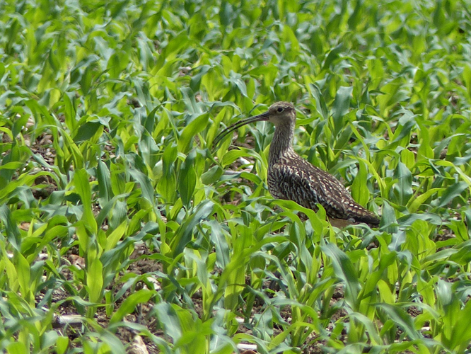 Courlis cendré (Numenius arquata) © Morvan Debroize