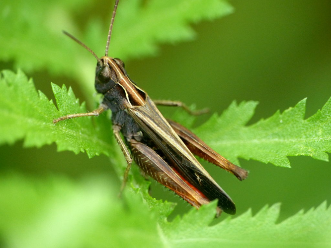 Criquet noir-ébène (Omocestus rufipes) © Morvan Debroize