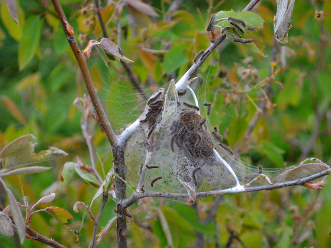 Cul-Brun (Euproctis chrysorrhoea), chenilles © Christina Bot
