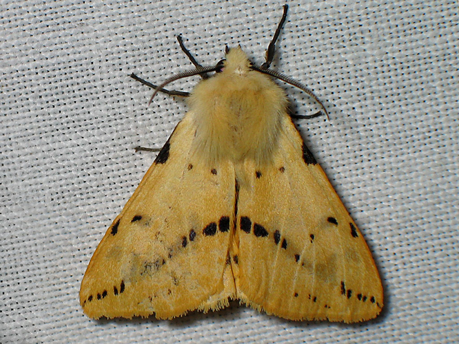Ecaille Lièvre (Spilosoma lutea) © Sylvain Montagner