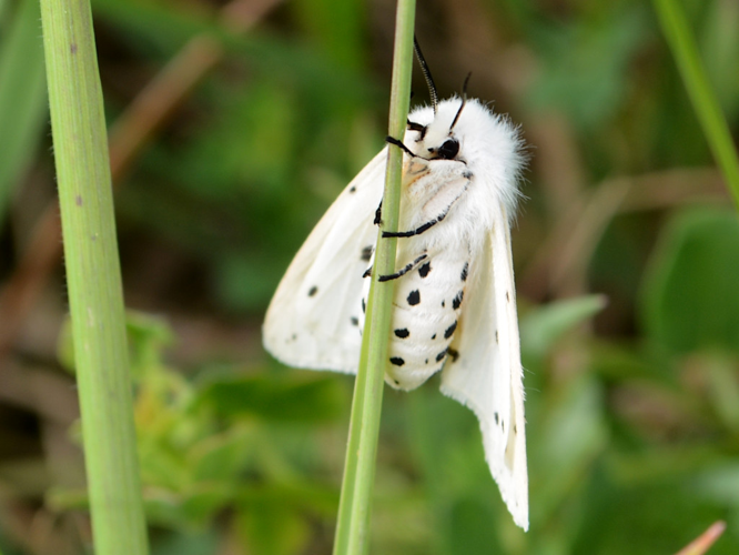 Ecaille mendiante (Diaphora mendica) © Christina Bot