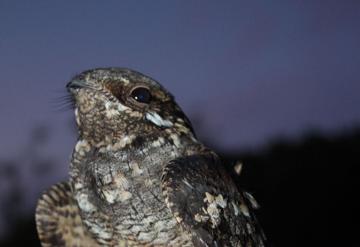 Engoulevent d'Europe (Caprimulgus europaeus) © Gwenn Quérel