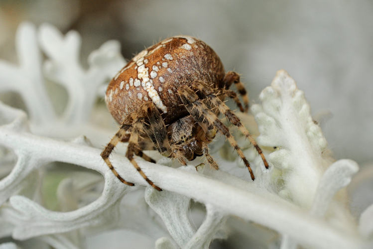Epeire diadème (Araneus diadematus) © Marie-Ange Piet