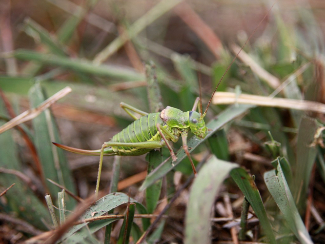 Ephippigère des vignes Ephippiger diurnus © Michaël Houseaux