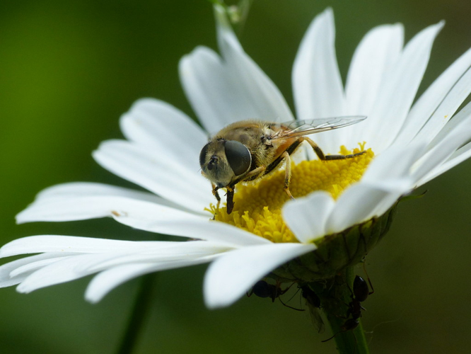 Eristale des arbustes (Eristalis arbustorum) © Morvan Debroize