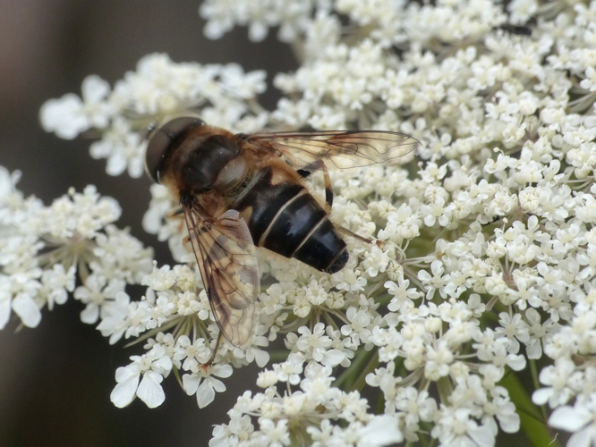 Eristale opiniâtre (Eristalis pertinax) © Morvan Debroize