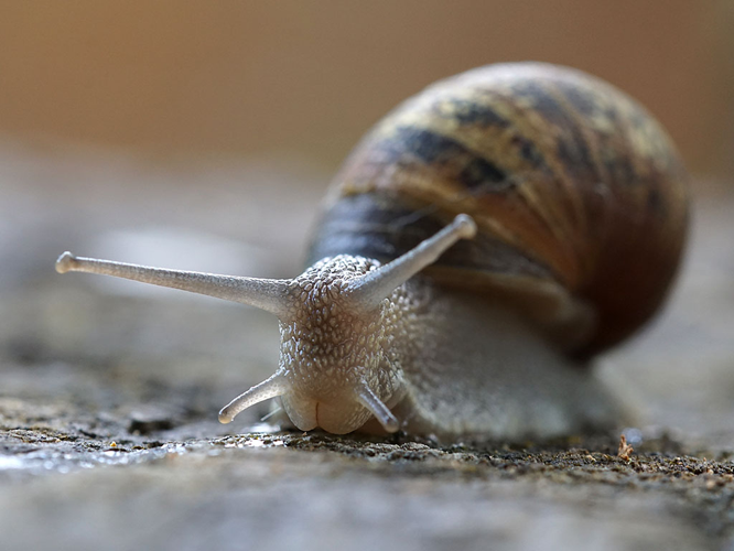 Escargot petit-gris (Cornu aspersum) © Sylvain Montagner