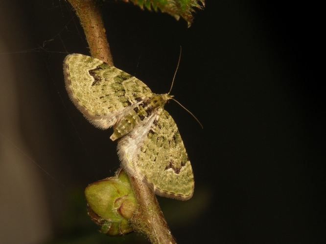 Eupithécie couronnée (Chloroclystis v-ata) © Sylvain Montagner