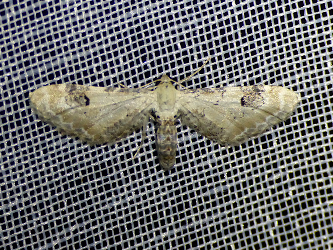 Eupithécie des Centaurées (Eupithecia centaureata) © Morvan Debroize