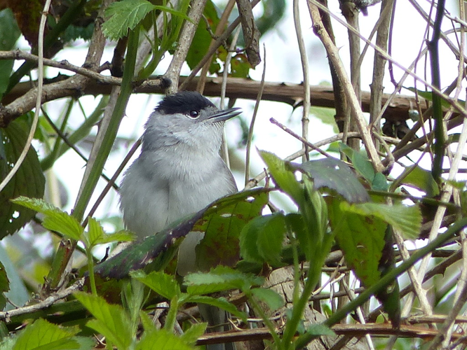 Fauvette à tête noire (Sylvia atricapilla) © Morvan Debroize