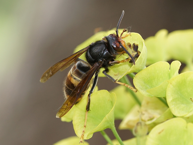 Frelon asiatique (Vespa velutina) © Sylvain Montagner