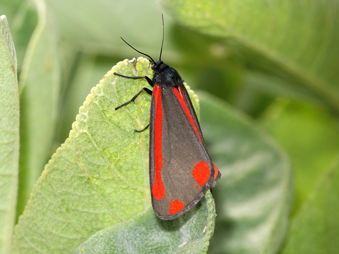 Goutte de sang (Tyria jacobaeae) © Sylvain Montagner