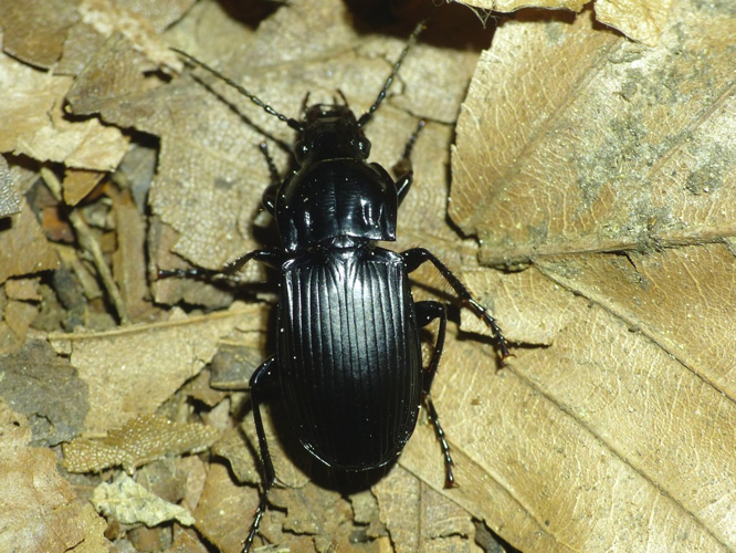 Grand abax (Abax parallelepipedus) © Morvan Debroize