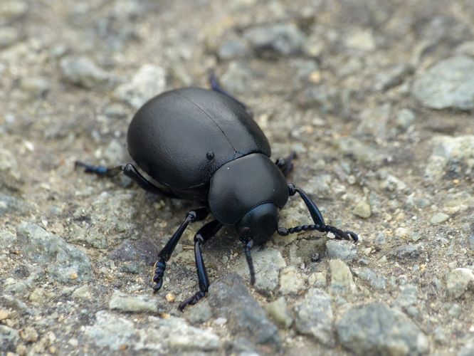 Grand crache-sang (Timarcha tenebricosa) © Morvan Debroize