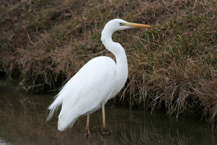 Grande aigrette (Ardea alba) © Rémi Jardin