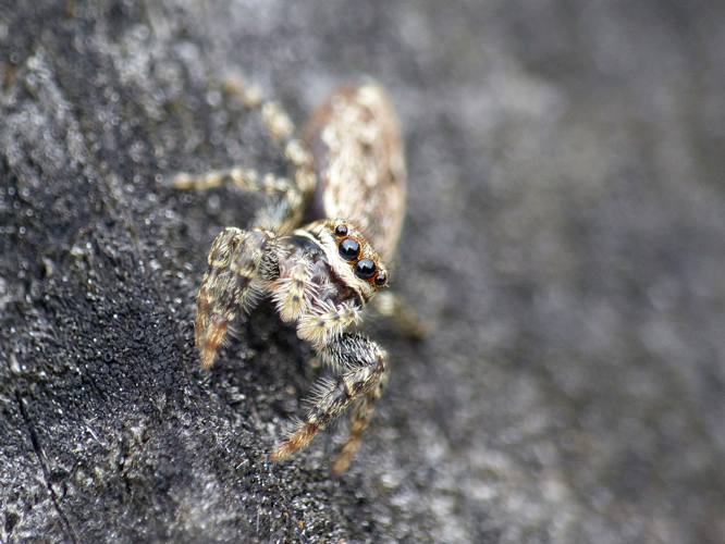 Grande saltique (Marpissa muscosa) © Morvan Debroize