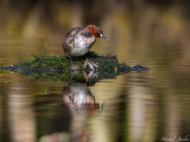 Grèbe castagneux (Tachybaptus ruficollis) - adulte au nid © Michel Jardin