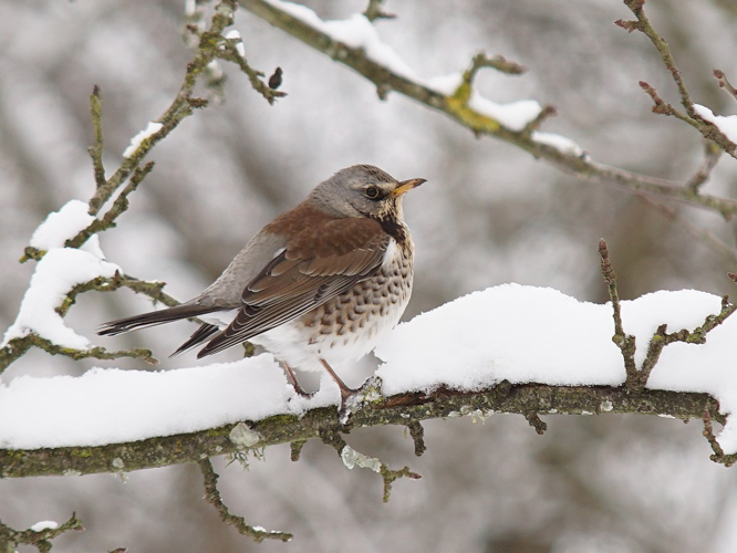Grive litorne (Turdus pilaris) © Sylvain Montagner