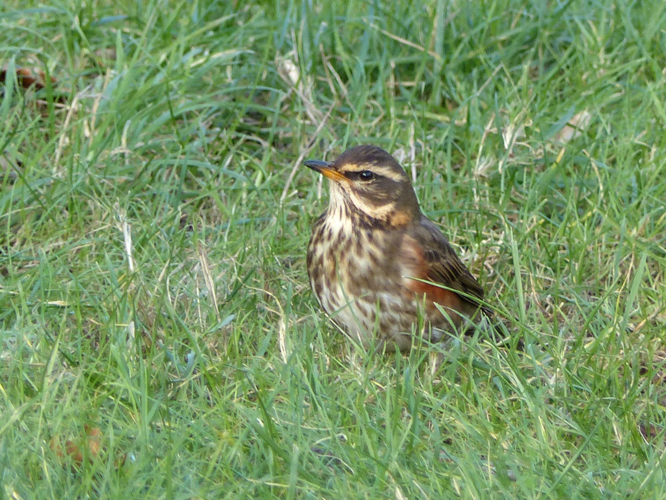 Grive mauvis (Turdus iliacus) © Morvan Debroize