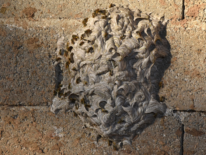 Guêpe commune (Vespula vulgaris), nid © Marie-Ange Piet