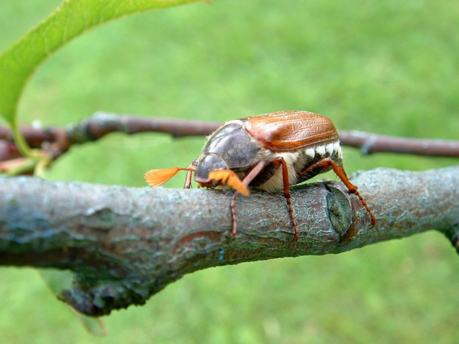 Hanneton commun (Melolontha melolontha) © Morvan Debroize