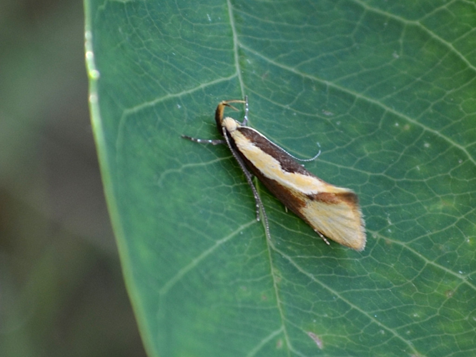 Harpella forficella © Christina Bot