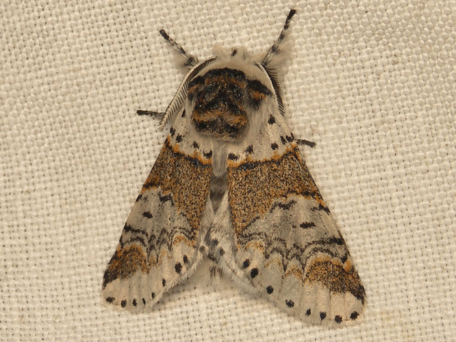 Harpye fourchue (Furcula furcula) © Sylvain Montagner