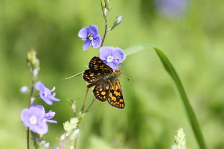 Hespérie du brome (Carterocephalus palaemon) © Rémi Jardin