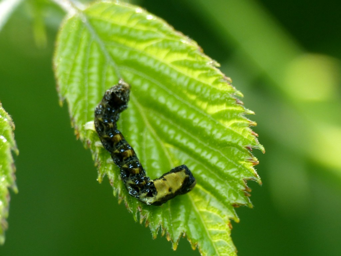 La Batis (Thyatira batis), chenille au 4éme stade © Morvan Debroize
