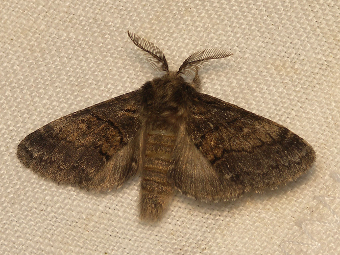 La Crénelée (Gluphisia crenata) © Sylvain Montagner