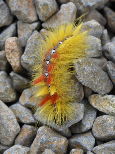 La Noctuelle de l'Erable (Arctomyscis aceris), chenille © Marie-Ange Piet