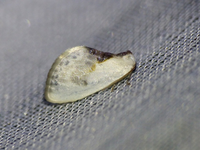 La Petite Epine (Cilix glaucata) © Morvan Debroize