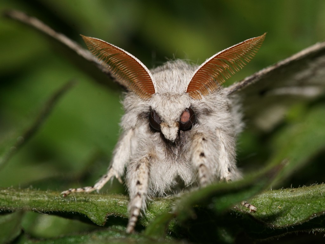 La Pudibonde (Calliteara pudibunda) © Sylvain Montagner
