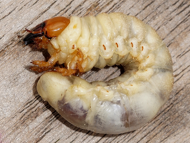Larve de Lucane Cerf-volant (Lucanus cervus) © Sylvain Montagner