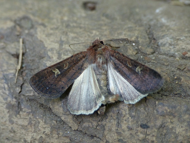 La Trimaculée (Xestia xanthographa), individu mort © Morvan Debroize