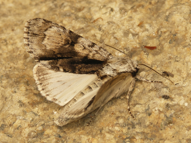 L'Aunette (Acronicta alni) © Sylvain Montagner