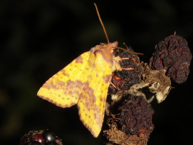 La Xanthie ochracée (Xanthia togata) © Sylvain Montagner